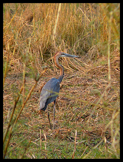 heron goliath